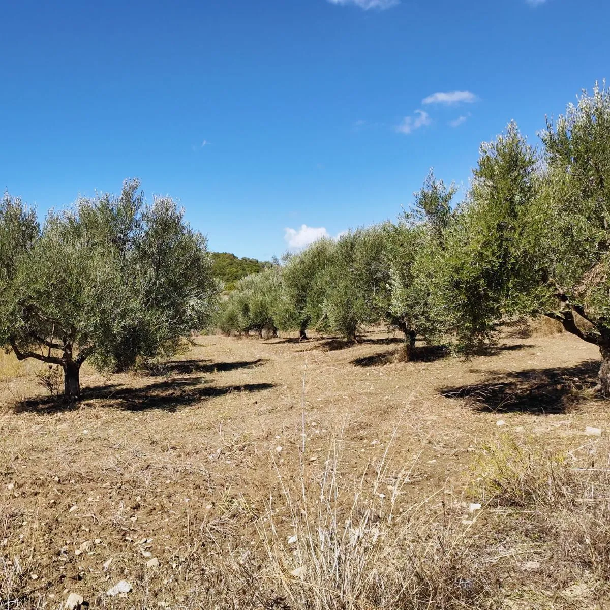 Messinia landscape