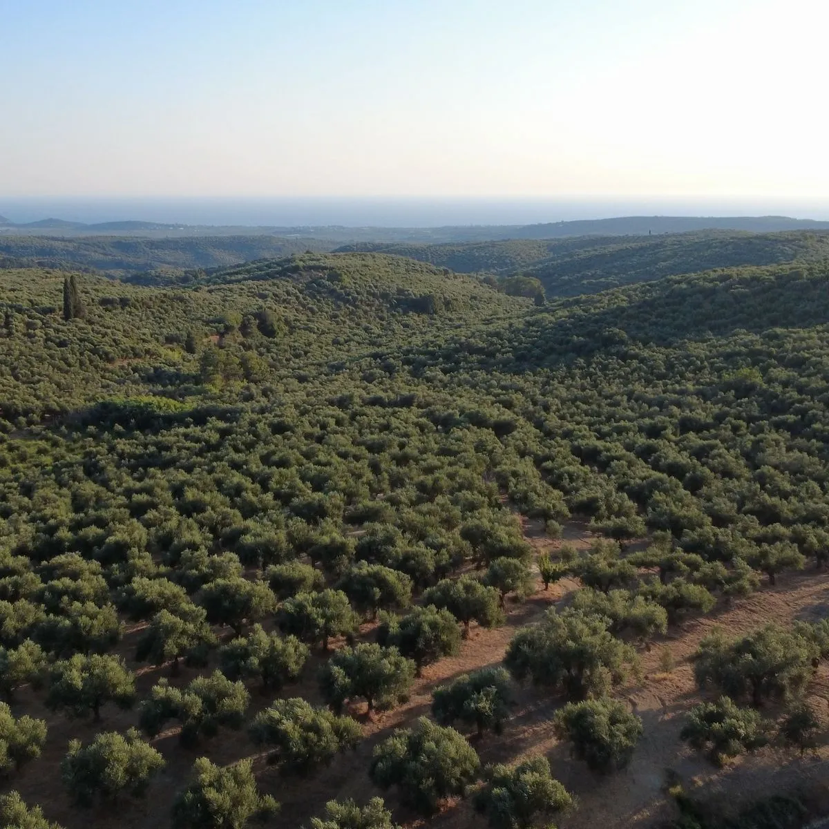 Messinia olive groves